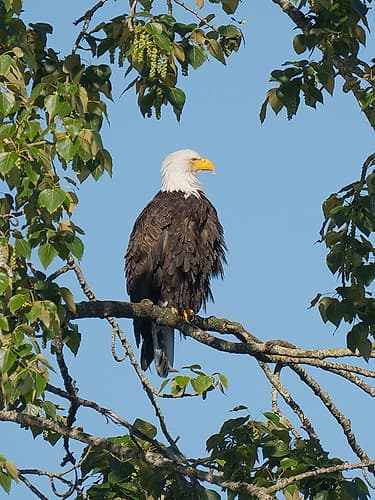 Washington State, Juanita Bay Park. American bald eagle standing on tree limb watching for prey Art Print